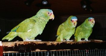 Papageien partnervermittlung ohnhäuser