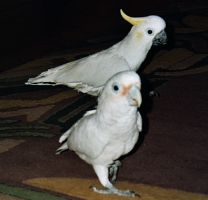 Papageien partnervermittlung ohnhäuser